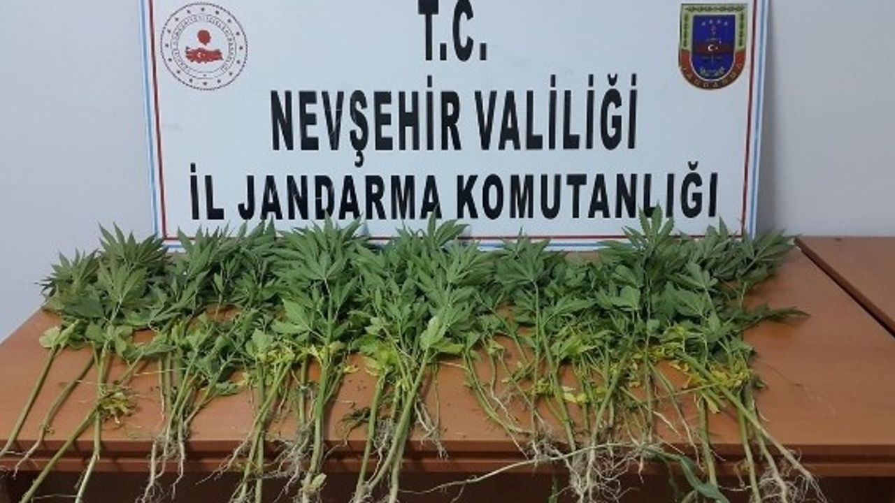 Çardak köyünde 81 kök Hint keneviri ele geçirildi