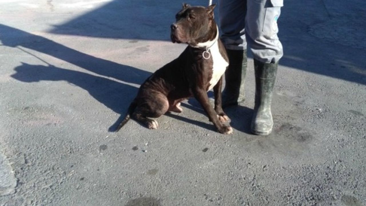 Tehlikeli köpek ırkı besleyenlere 12 bin 600 TL ceza kesildi 