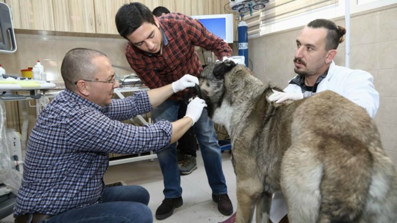 ERÜ’de ‘Veteriner Kardiyoloji ve Ultrasonografi Çalıştayı’ düzenlendi 