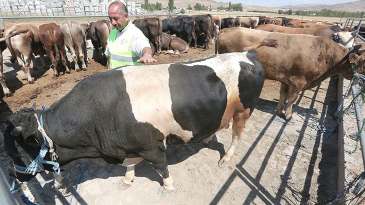 Hayat Ağacı Derneği 120 adet kurban kesti  