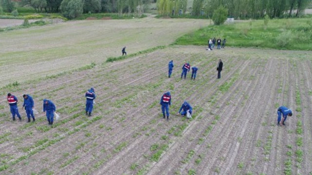  Bünyan’da 2 bin 418 kök kenevir ele geçirildi