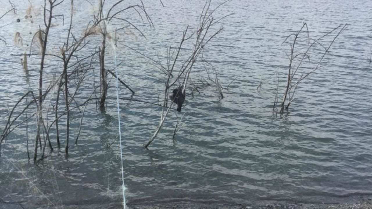 Kuş Ölüsünü Kasıtlı Olarak Misine İle Ağaca Asmışlar