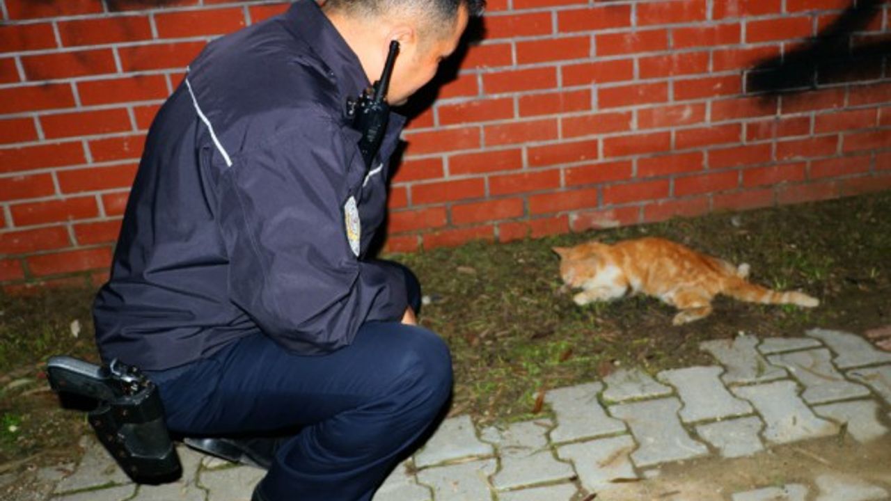 Sürücünün çarpıp kaçtığı yaralı kedinin yardımına vatandaş ile polis koştu
