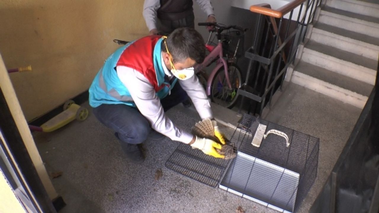 Yaralı baykuşa Küçük Dostlar Ambulansı sahip çıktı