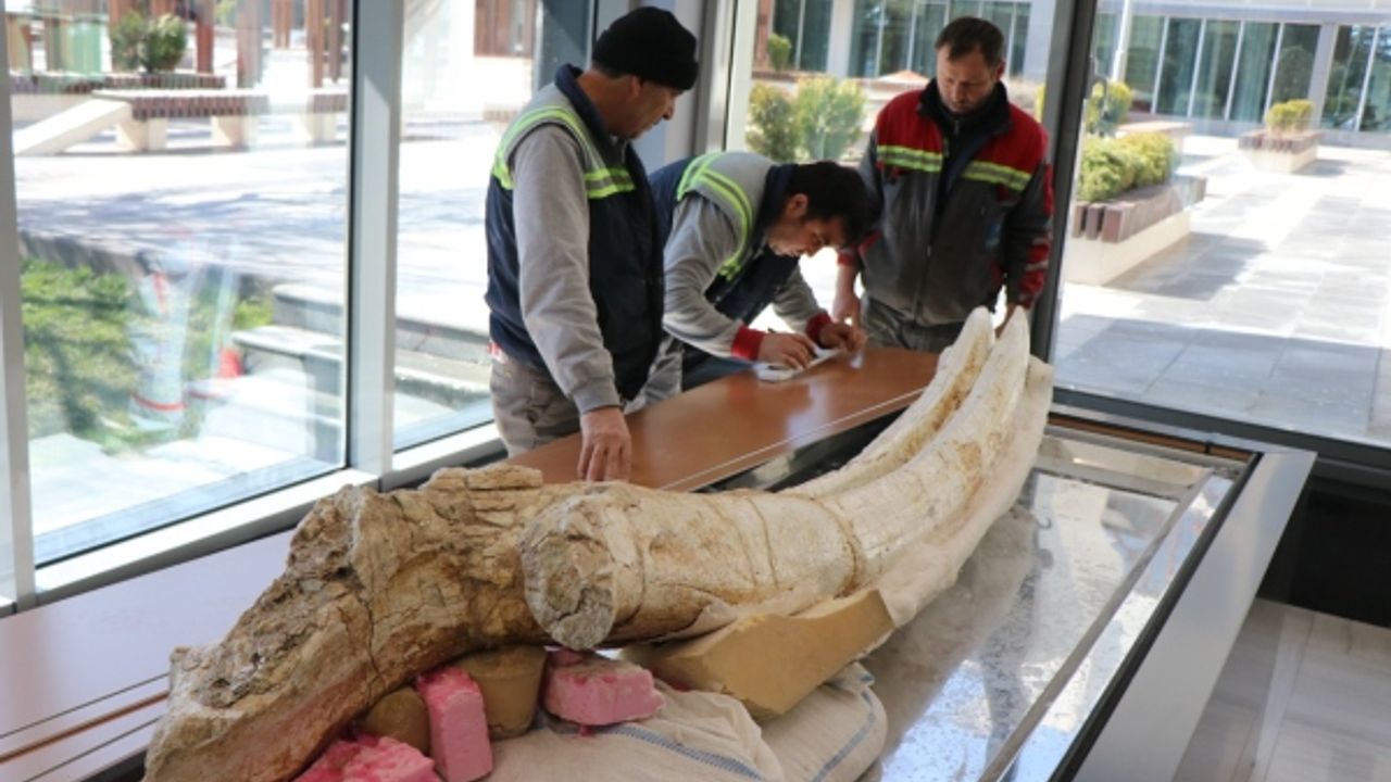 7,4 milyon yıllık hayvan fosilleri belediye başkanlığında sergilenecek 