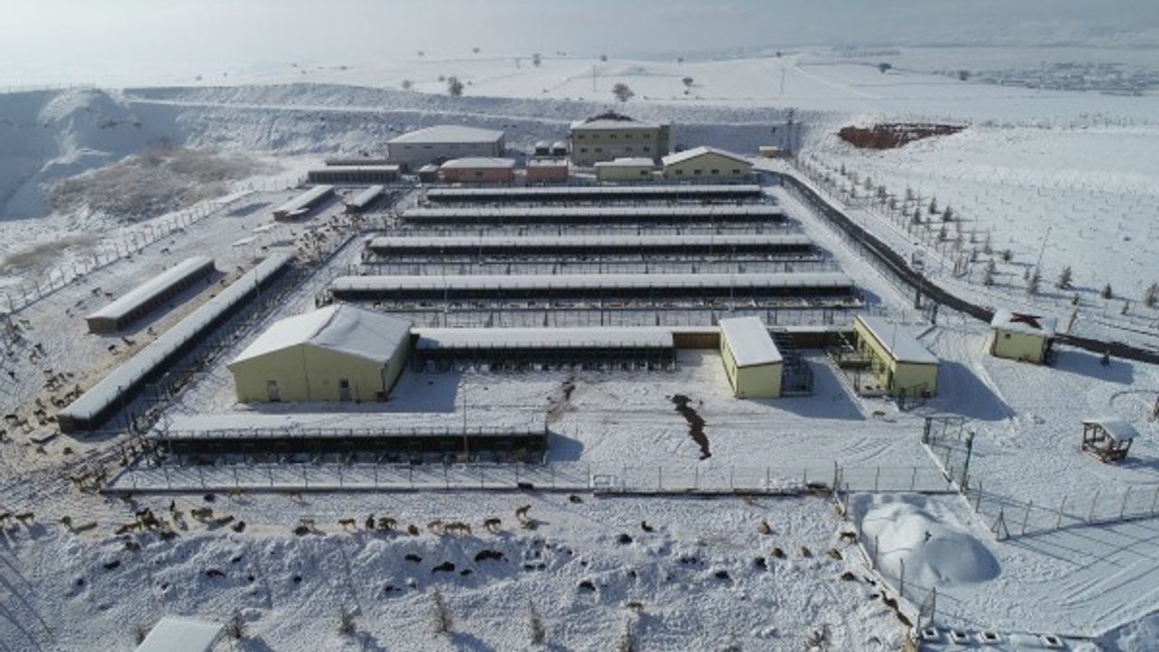 Sokak hayvanlarına kaloriferli özel oda hizmeti