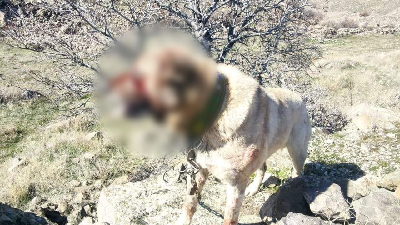 Kayseri’de Bahisle Köpek Dövüştüren 12 Kişi Yakalandı