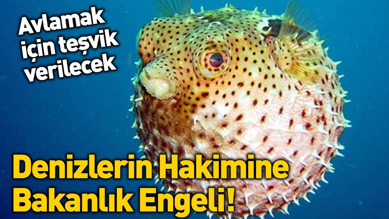 Denizlerin Hakimi Balon Balığı!