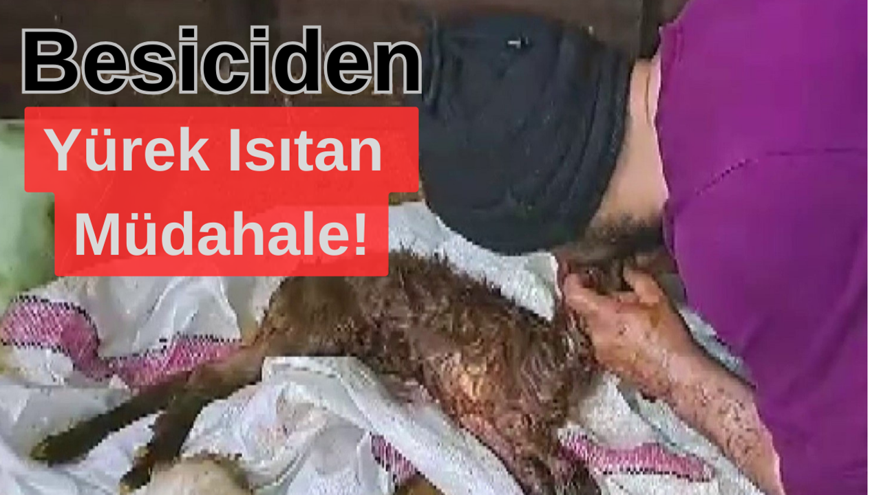 Besiciden Yürekleri Isıtan Müdahale!