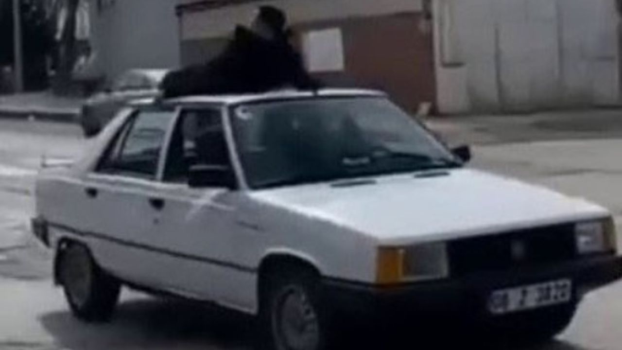 Öpücük Atarken Yere Düşüp Yaralandı!