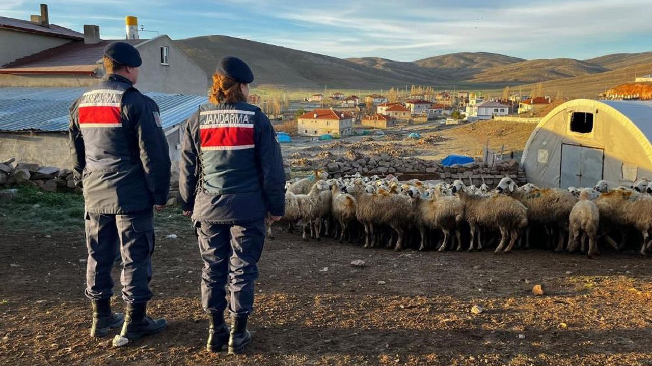 Kayıp Koyunlar Bakın Nasıl Bulundu?