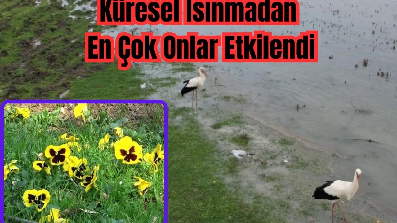 İklim Değişikliği Canlılığı Yok Mu Ediyor?