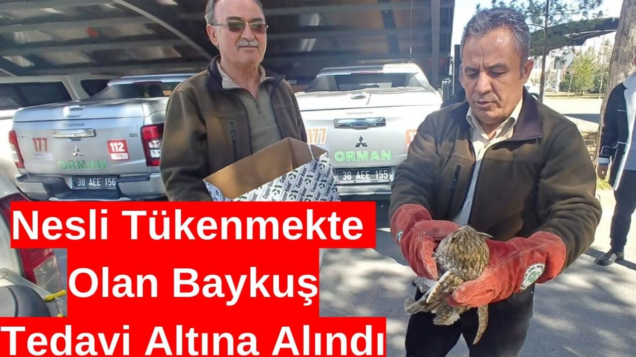 Nesli Tükenmekte Olan Baykuş Yaralı Halde Bulundu!