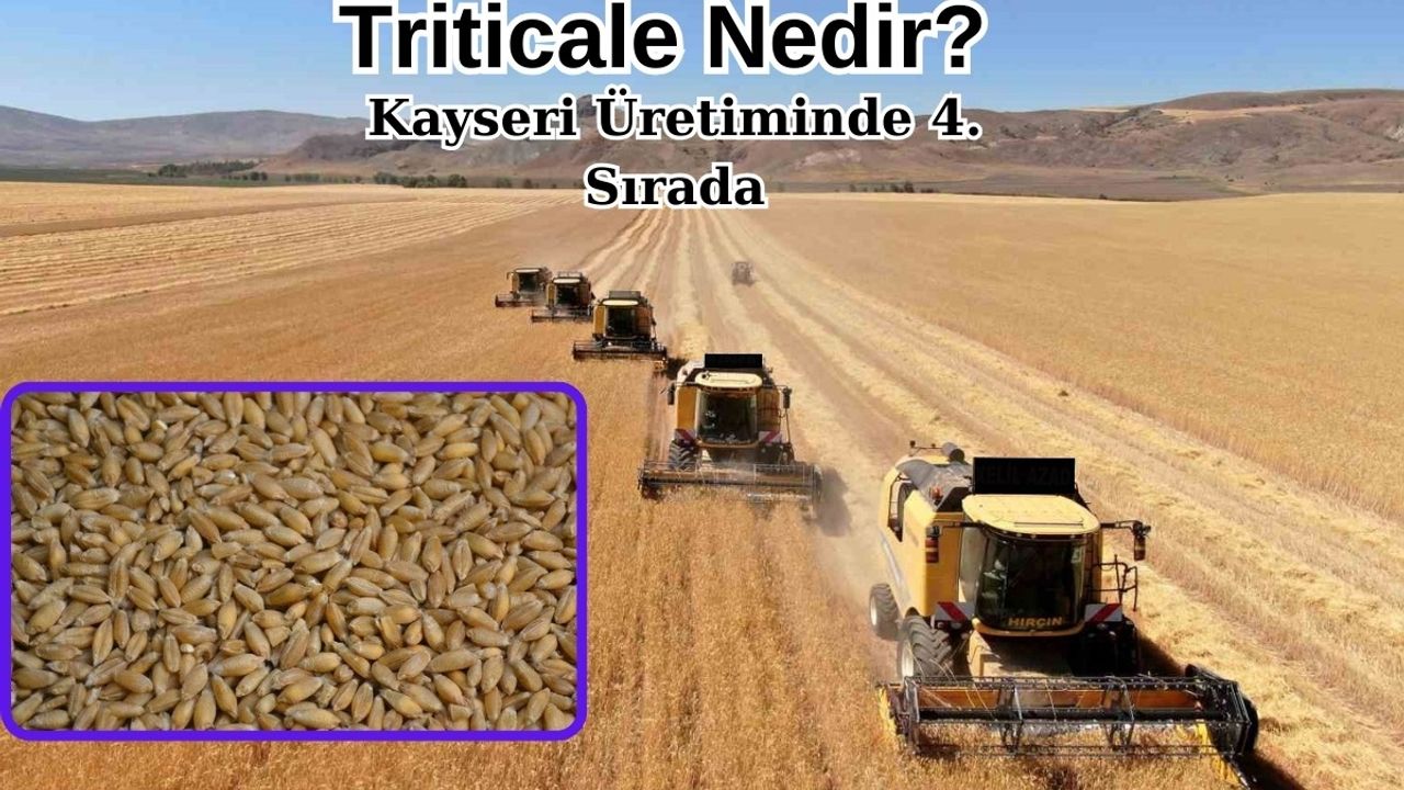 Triticale Nedir? Kayseri Üretiminde 4. Sırada
