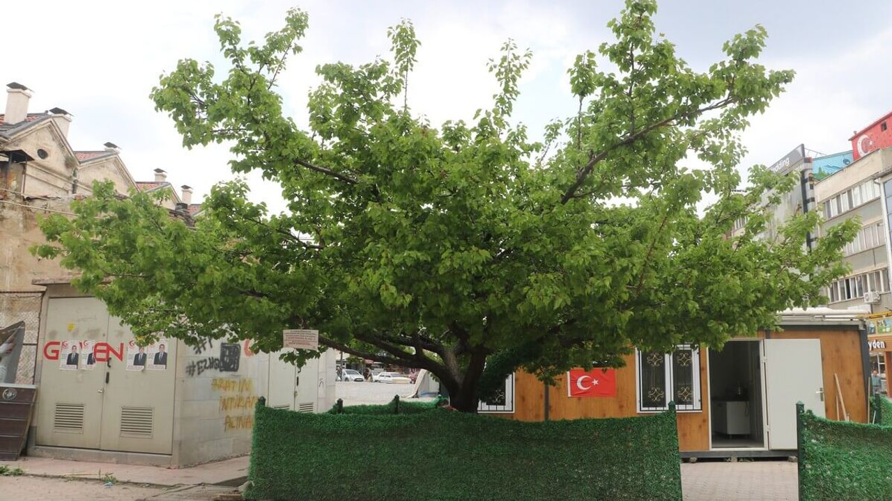 Ağaca Astığı Not, Herkesi Güldürdü!