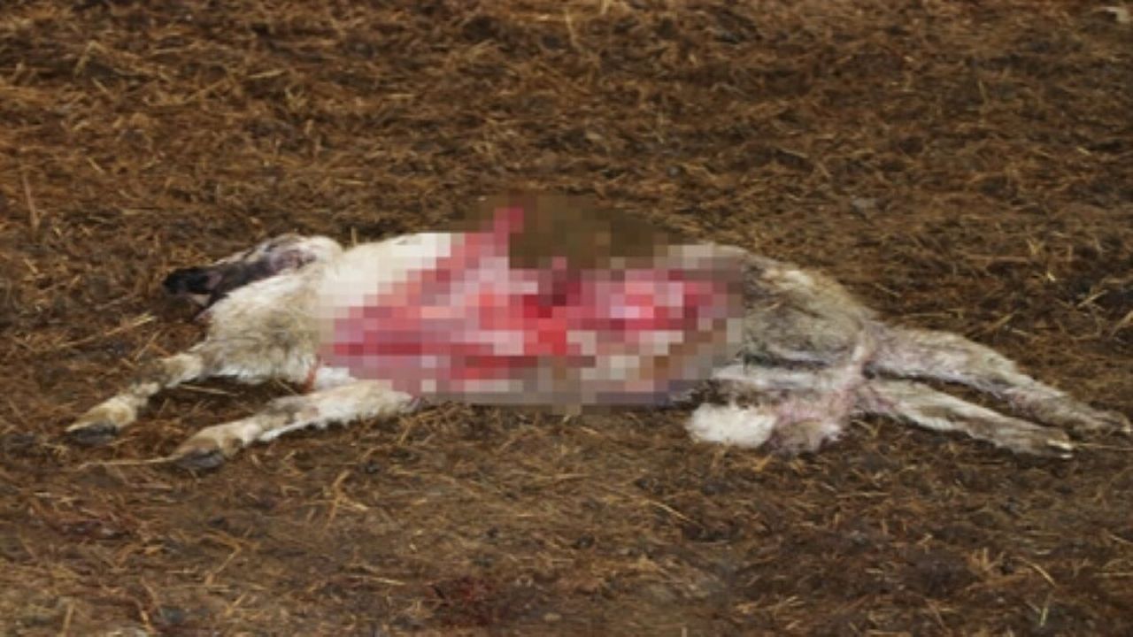 Kayseri’de Talihsiz Olay! Başıboş Köpekler Öldürdü