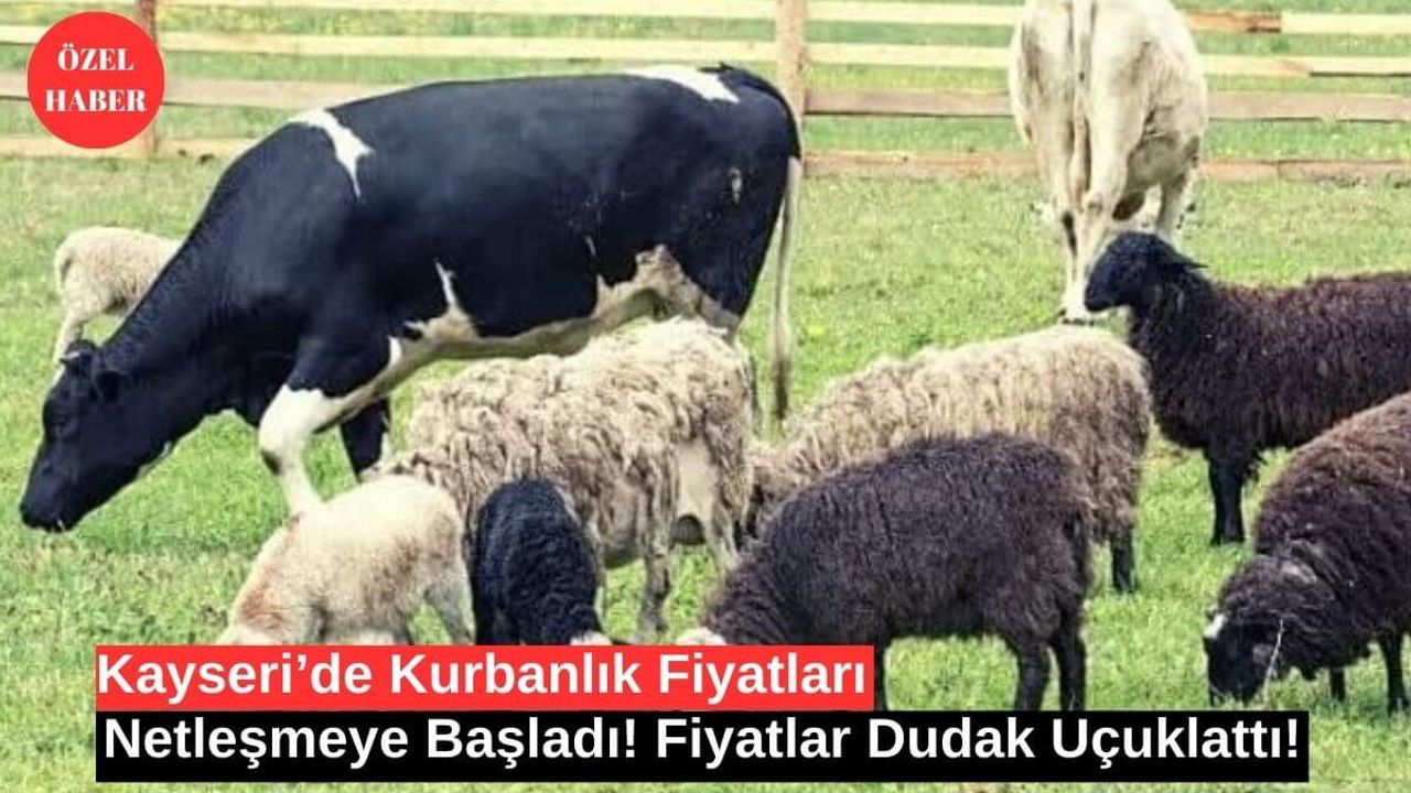 Kayseri’de Kurbanlık Fiyatları Netleşmeye Başladı!