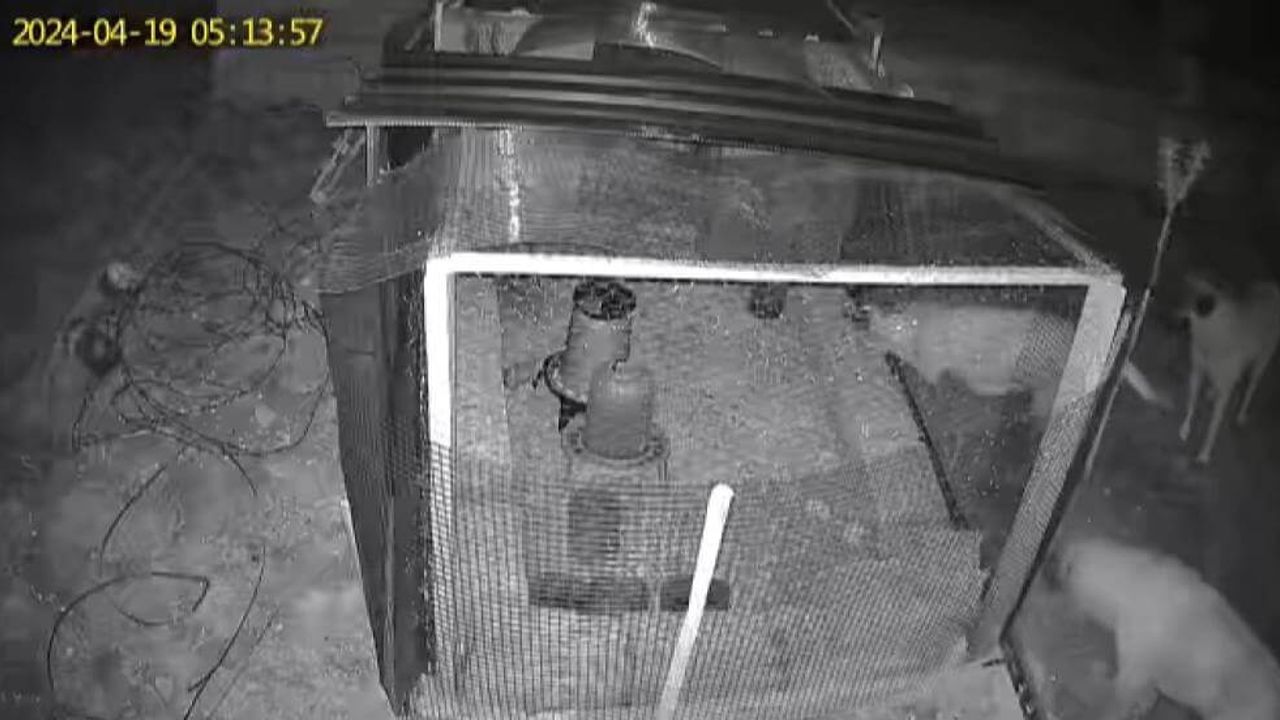 Sokak Köpekleri Saldırdı! O Anlar Kamerada