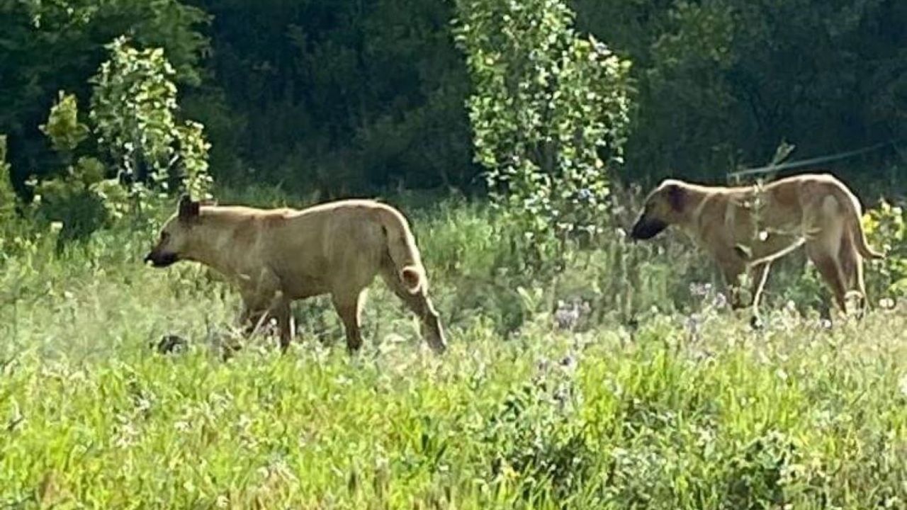 Başıboş Köpekler Dehşet Saçtı!