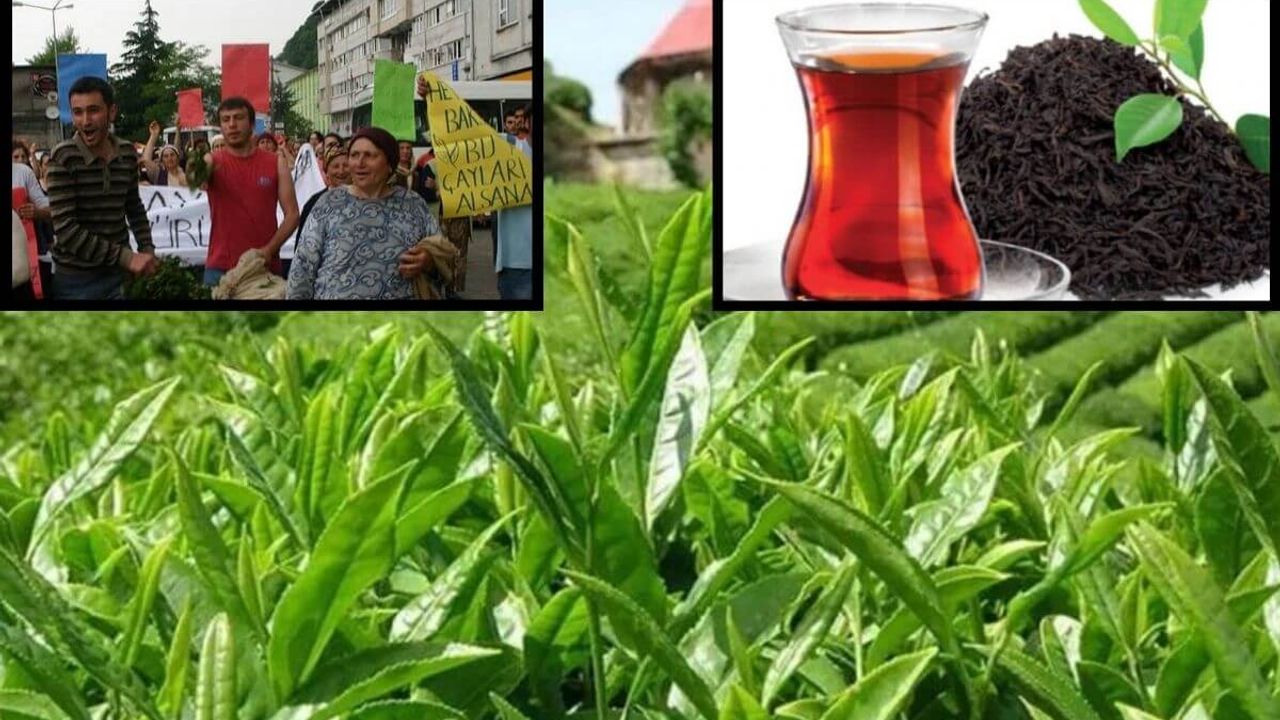 Çay Krizi Büyüyor! Toplu İstifa Ettiler!