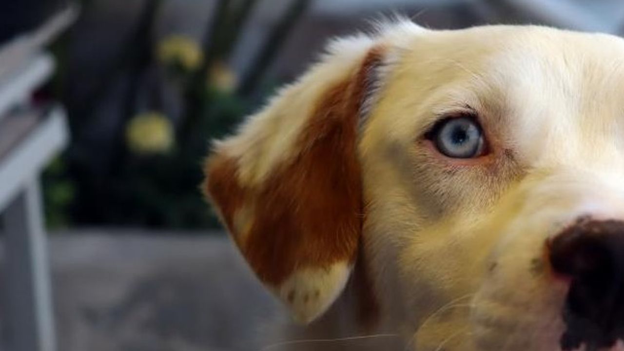 Van Kedisi Görünümlü Köpek Görenleri Şaşkına Çevirdi