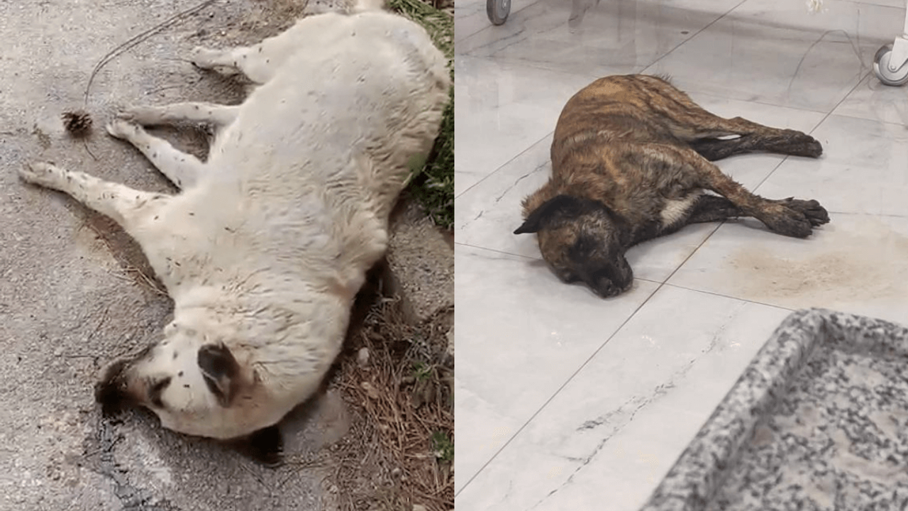 Sistematik Vahşet! Ölü Bulunan Köpekler Harekete Geçirdi!