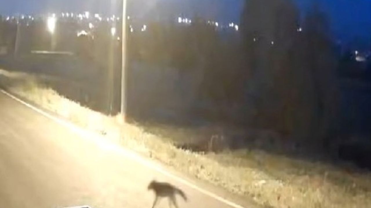 Aç Kurt 9 Hayvanı Parçalayarak Telef Etti!