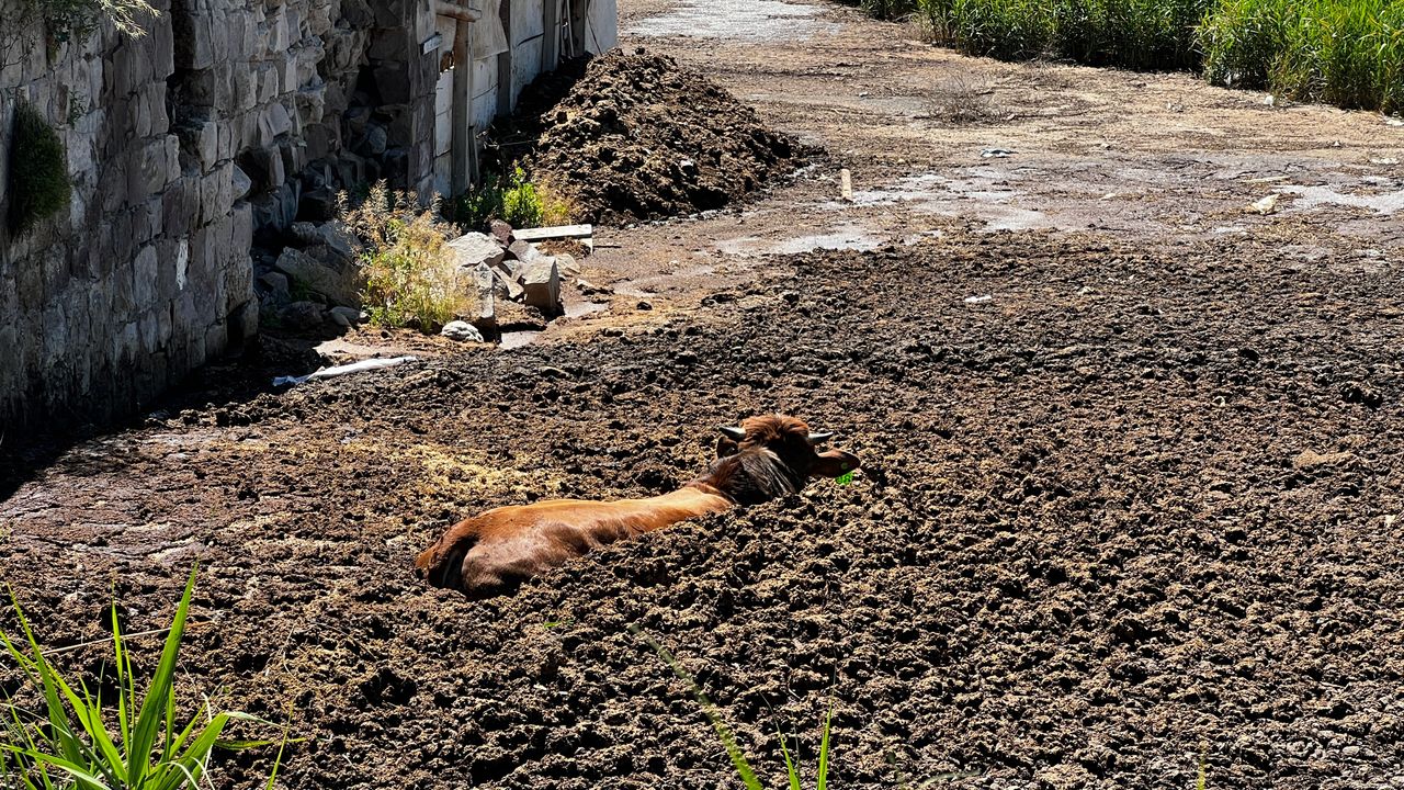 Kayseri’de Kaçan Boğa Gübre Çukuruna Düştü