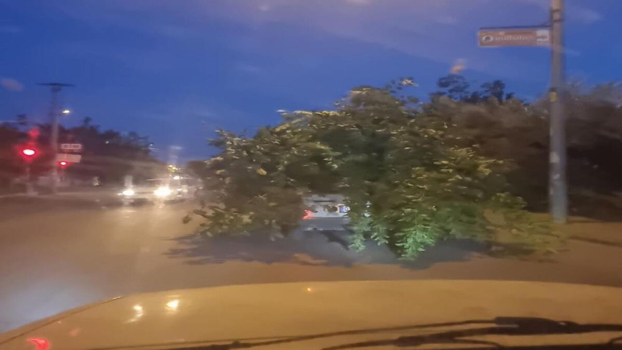 Ağaç Otomobili Görenler Şaşkınlığını Gizleyemedi!