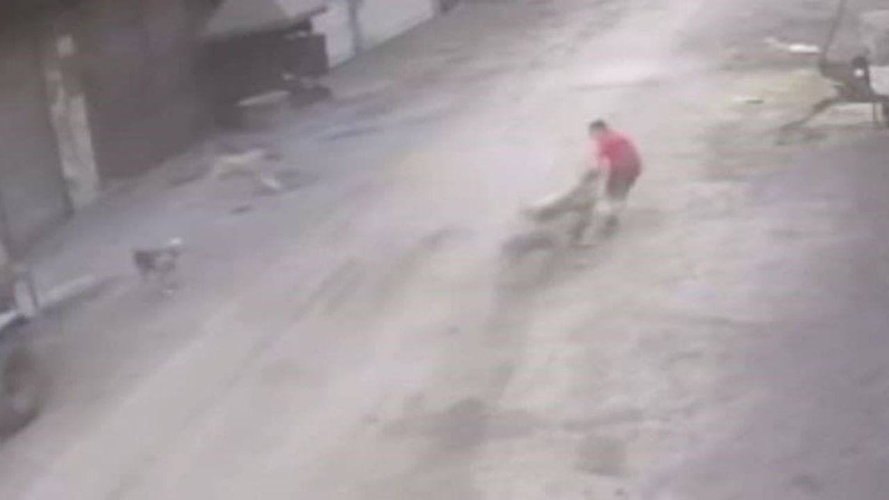 Başıboş Sokak Köpekleri Dehşet Saçtı! Küçük Çocuk Yaralandı!