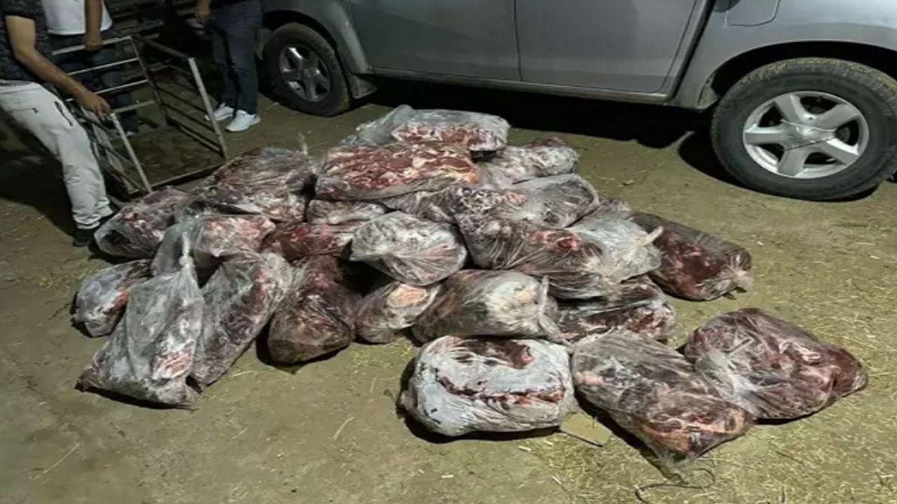 Jandarma Baskın Yaptı! 1 Ton Kesilmiş Domuz Eti Bulundu!