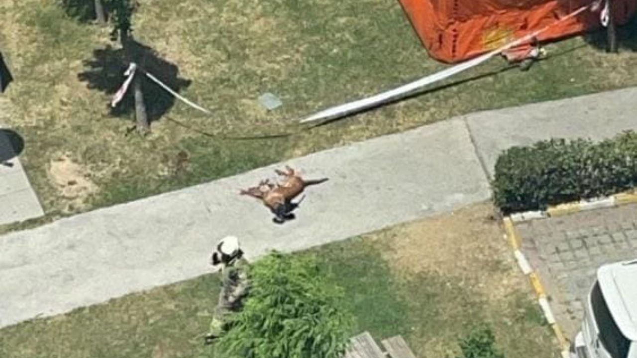 Emekli Polis, Özel Harekat Polisi Köpeğini Öldürüp Camdan Aşağı Attı!