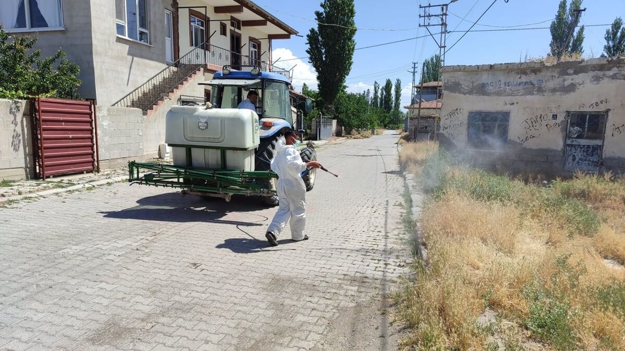 Kayseri'de Her Yerde Görülmeye Başlanmıştı! Belediye Harekete Geçti!