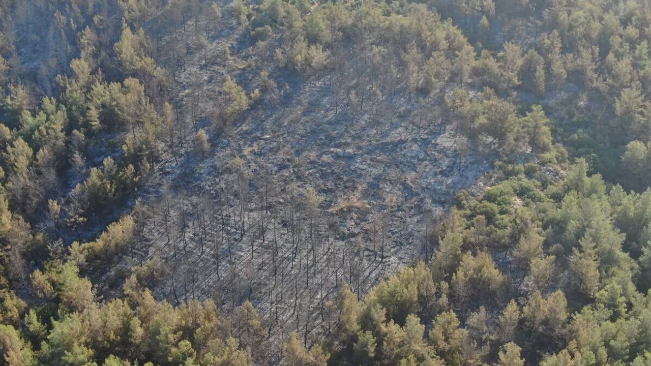 İzmir ve Aydın'daki Orman Yangının Tahribatı Havanın Aydınlanmasıyla Gün Yüzüne Çıktı!