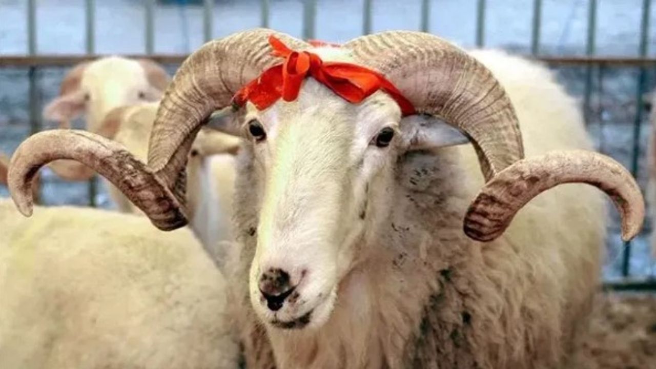 Kurban Bayramı Tatili 9 Gün Mü Oldu?