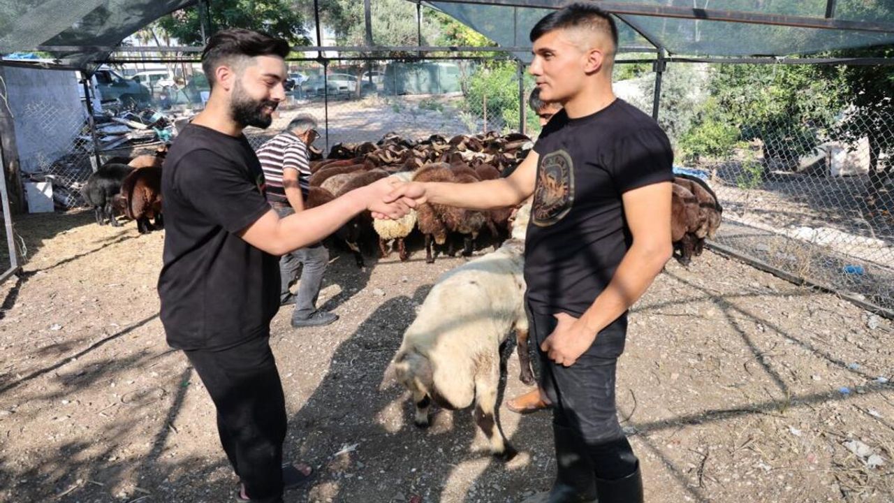 Bayramın 2. Günü Kurban Fiyatları Önemli Ölçüde Düştü!