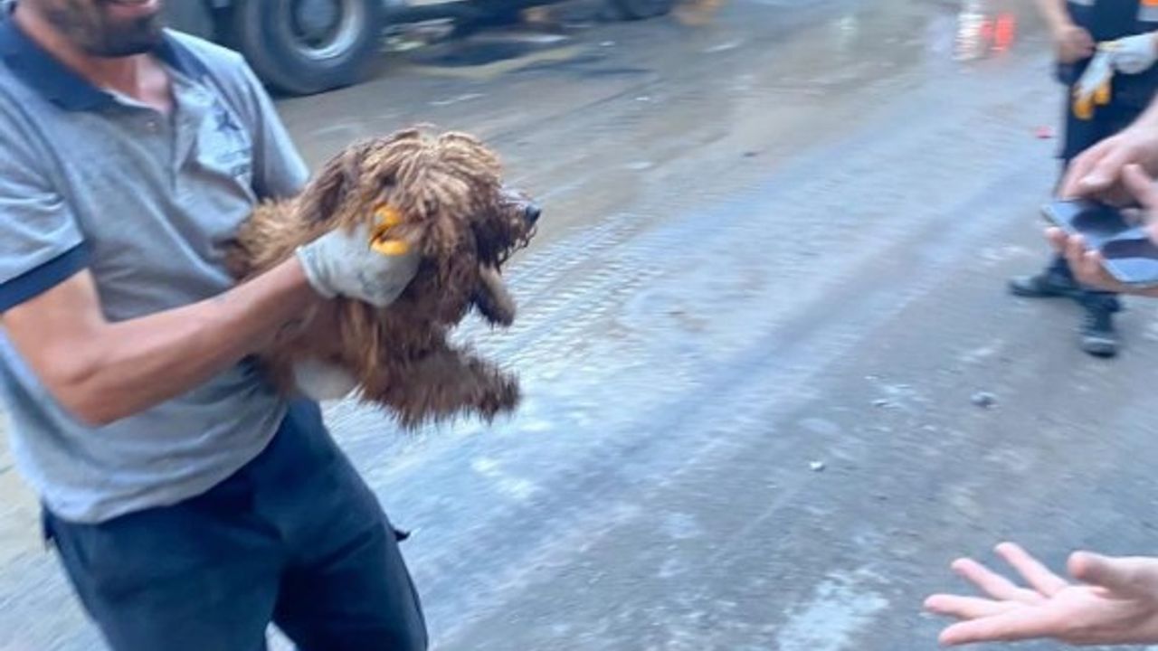 12 Saat Boyunca Enkazda Kalan Minik Köpek Kurtarıldı