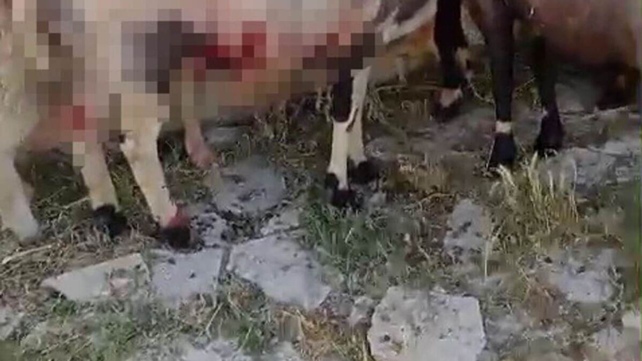 Sokak Köpekleri Dehşet Saçtı!