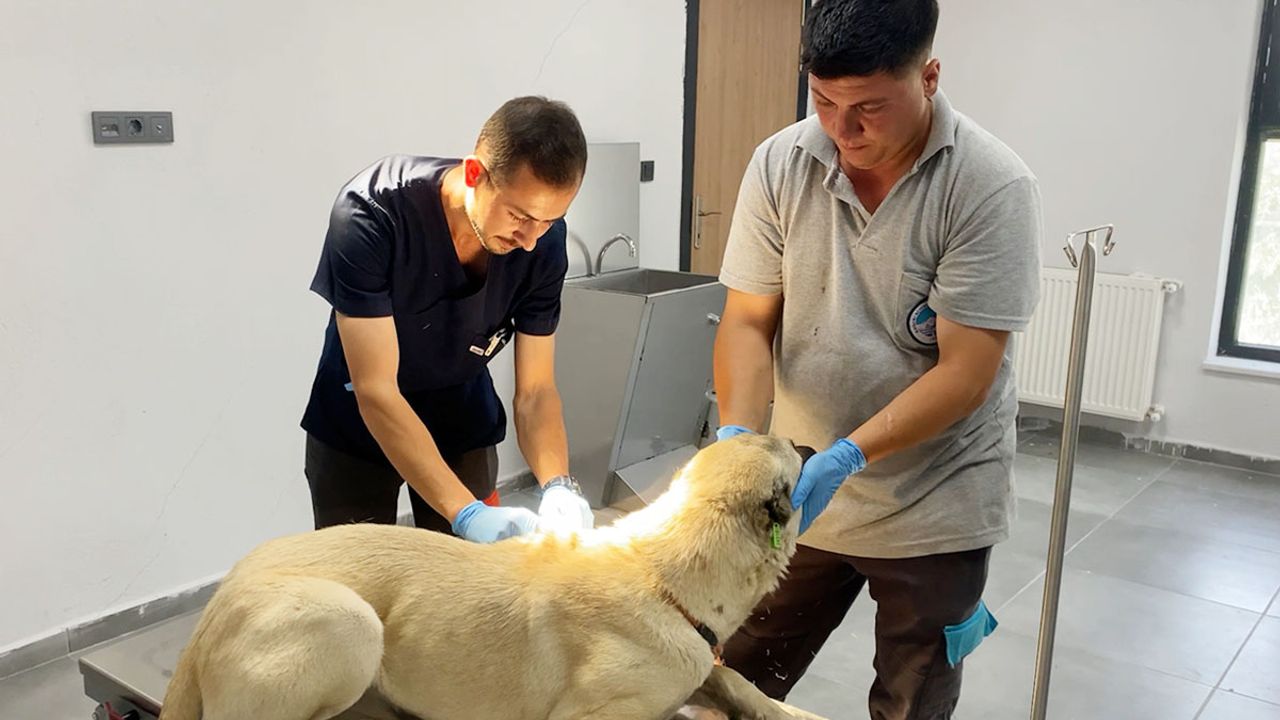 Kayseri'de Sokak Hayvanları Unutulmadı!