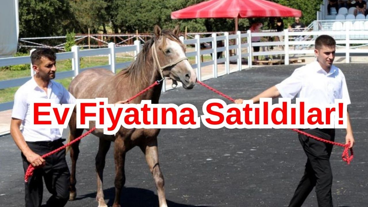55 Tayın Satışından 25 Milyon TL Gelir