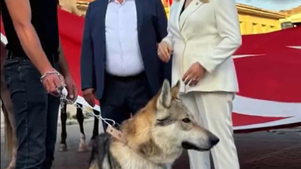 MHP Milletvekili, Elini Bozkurt Yaparak Kurt Köpeğiyle Video Çekti