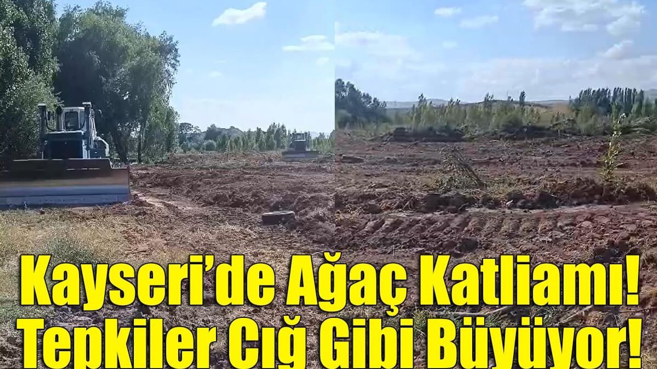 Kayseri’de Ağaç Katliamı! Tepkiler Çığ Gibi Büyüyor!