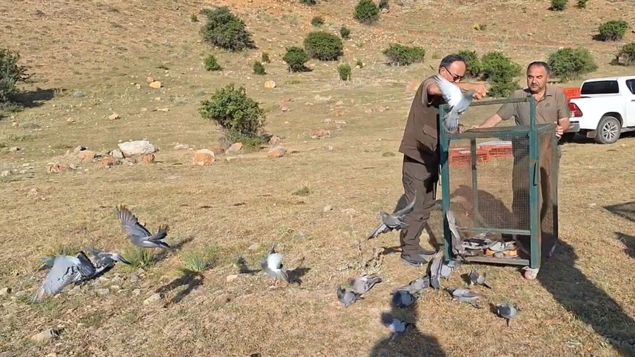 Sayıları 30’a Yakındı! Yaralı Halde Bulundular