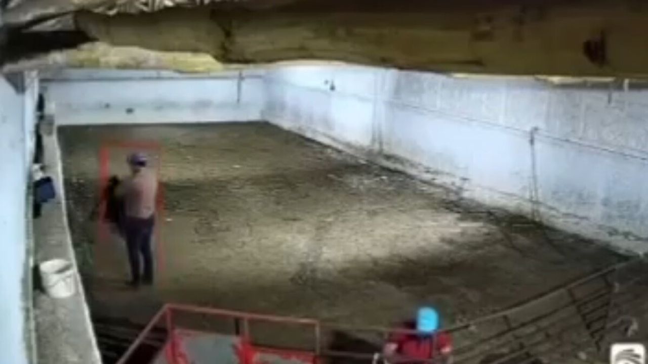 Bir Bu Eksikti! Şok Edici Hırsızlık! Koyunlar Çalındı!