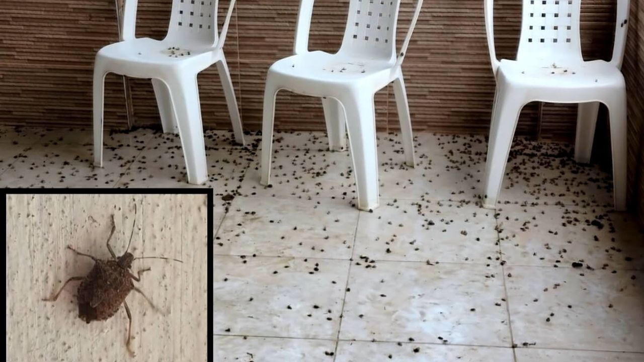 İstila Başladı: 35 İlde Alarm Verildi! Kayseri’ye Uyarı Geldi!