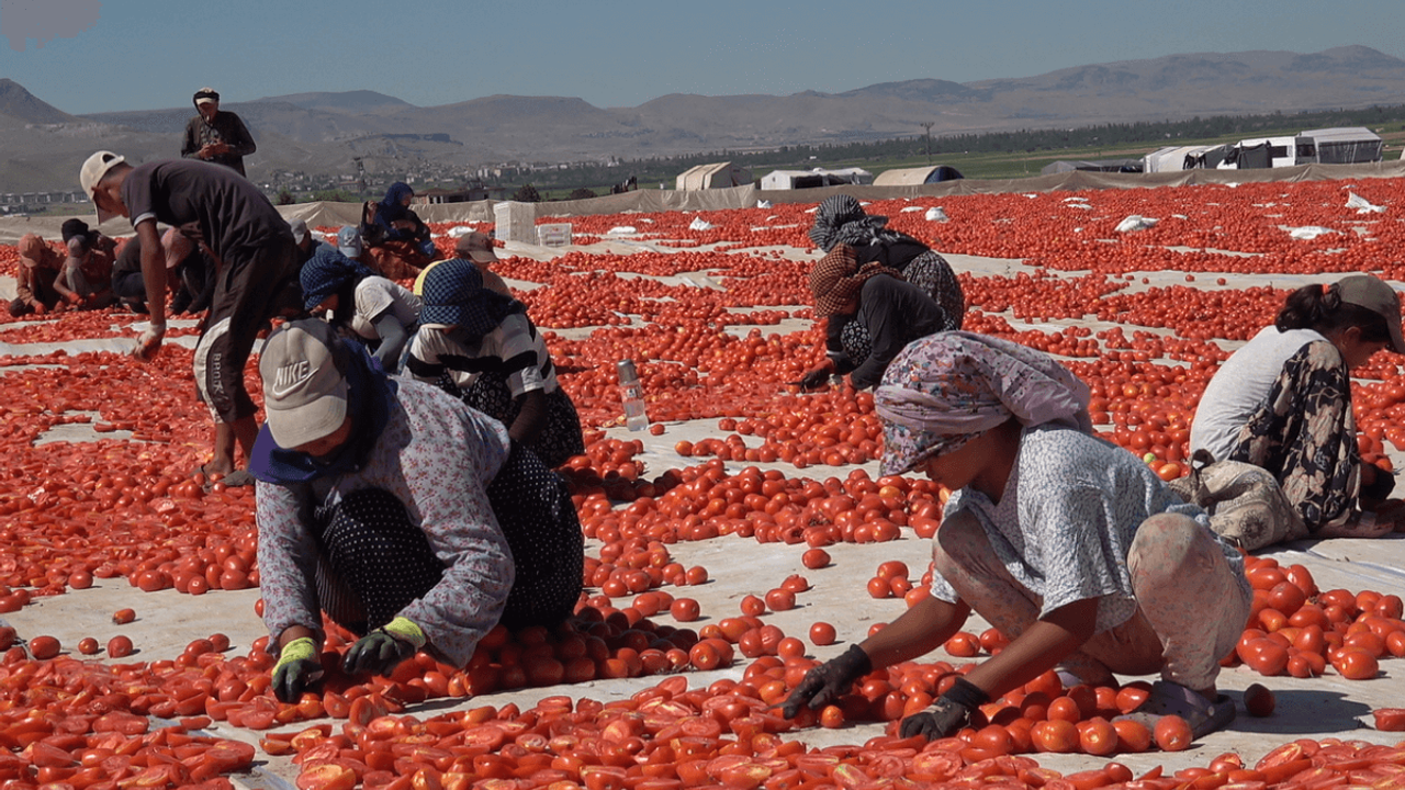 Erciyes Dağı Etekleri Kan Kırmızı Oldu! İşte Sebebi...