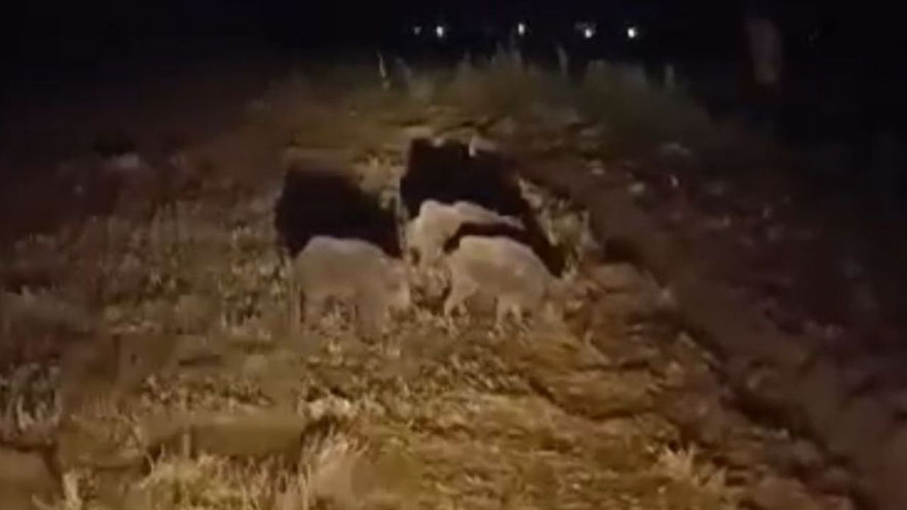 Kayseri'de Domuz Alarmı! Çaresi Teknolojide!