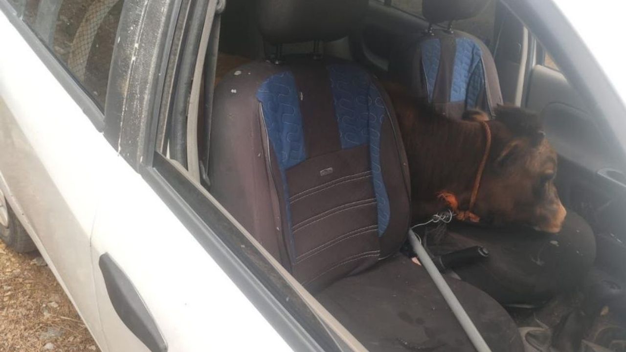 Polisin Dur İhtarından Kaçtılar! Otomobilde Çalıntı Dana Bulundu!