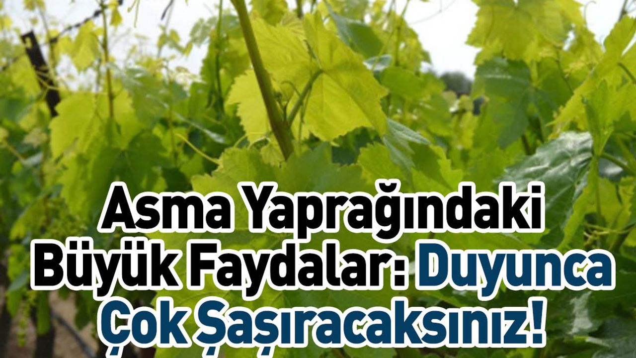 Asma Yaprağındaki Büyük Faydalar: Duyunca Çok Şaşıracaksınız!