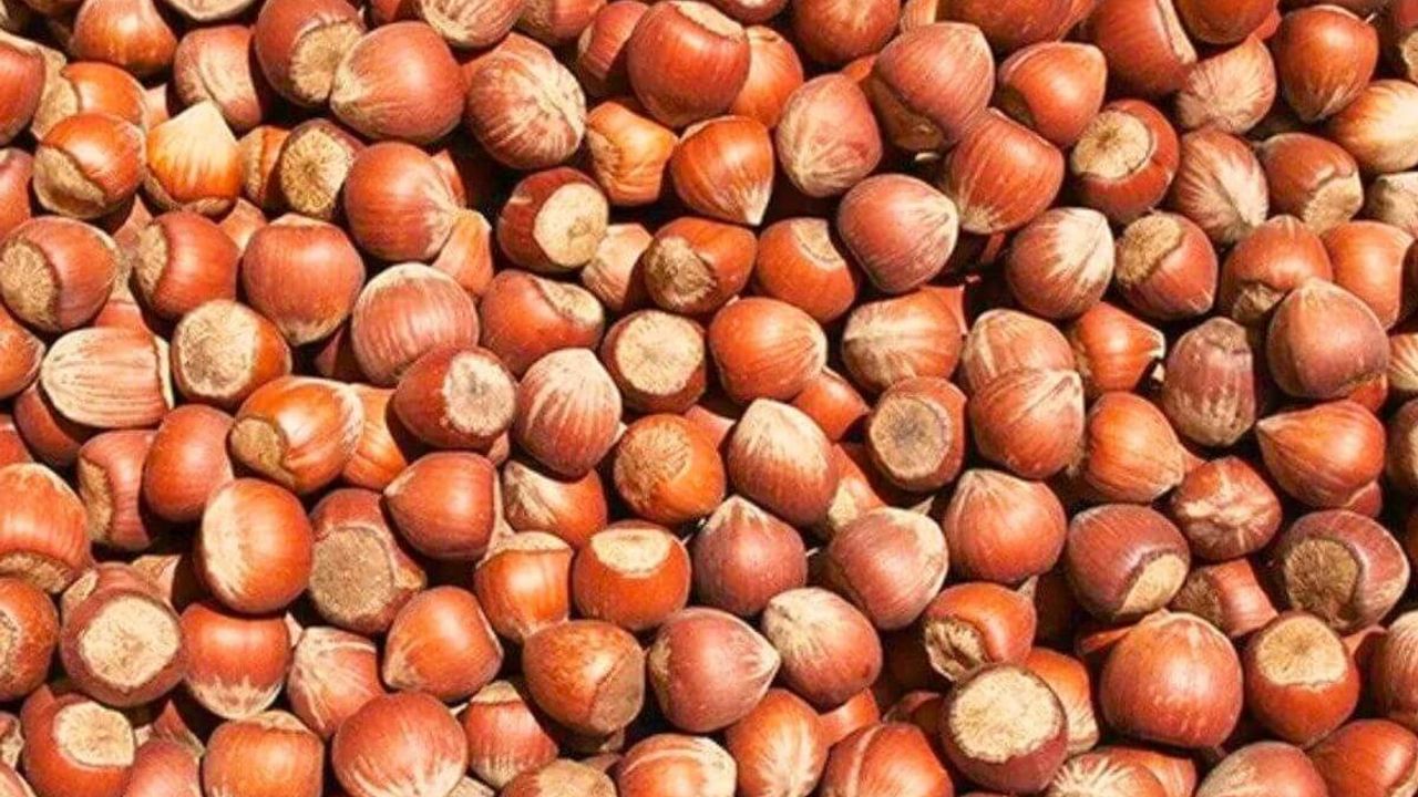 Bağışıklık Sistemini Güçlendiren Süper Gıda: Fındığın Şaşırtıcı Etkileri